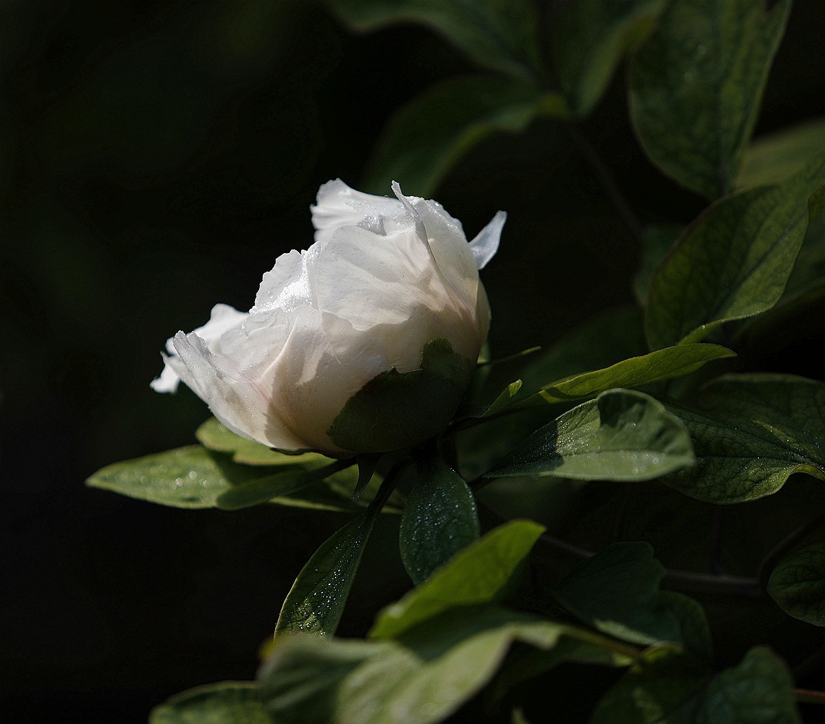 国色天香牡丹花