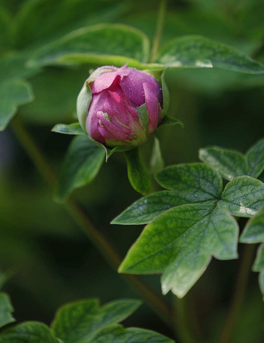 国色天香牡丹花