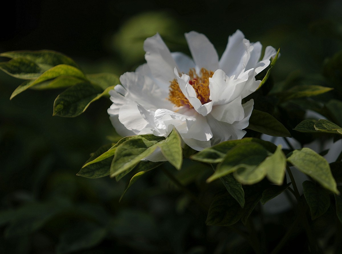 国色天香牡丹花