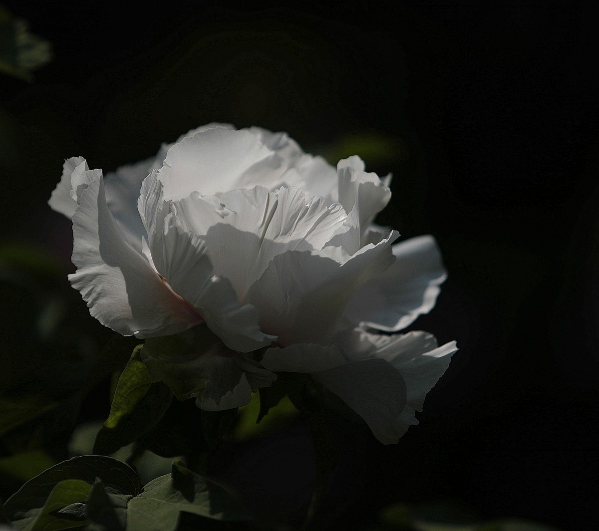 国色天香牡丹花