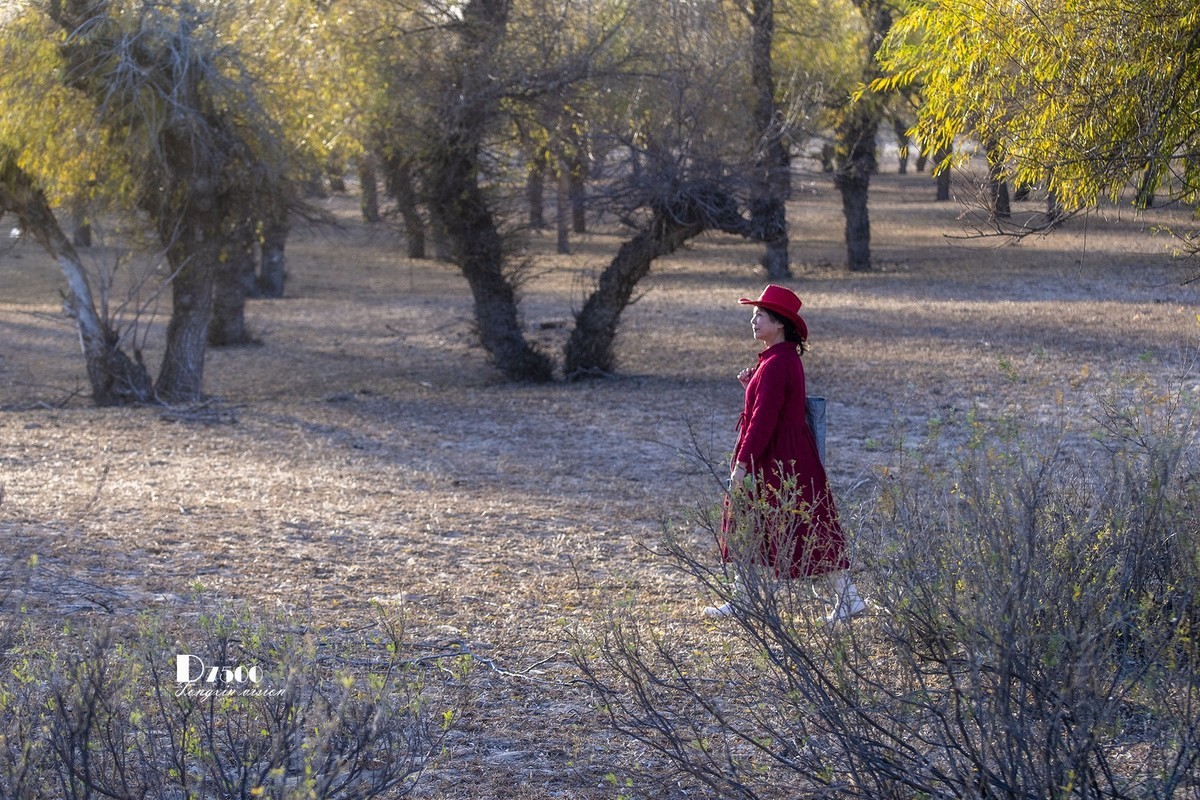 树下牧羊（20）