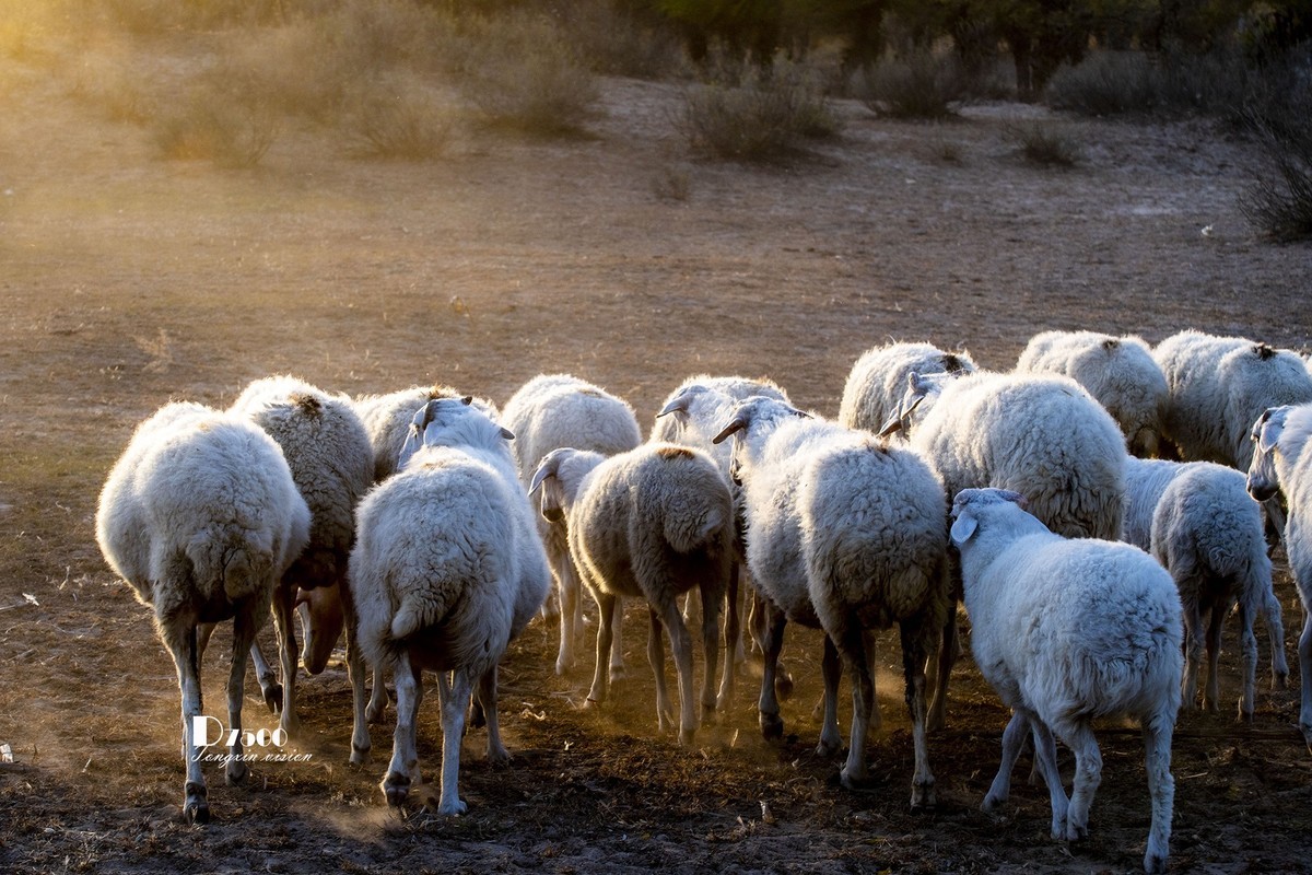 树下牧羊（20）