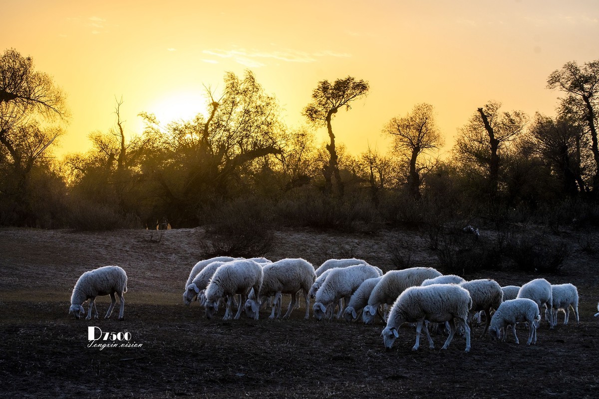 树下牧羊（20）