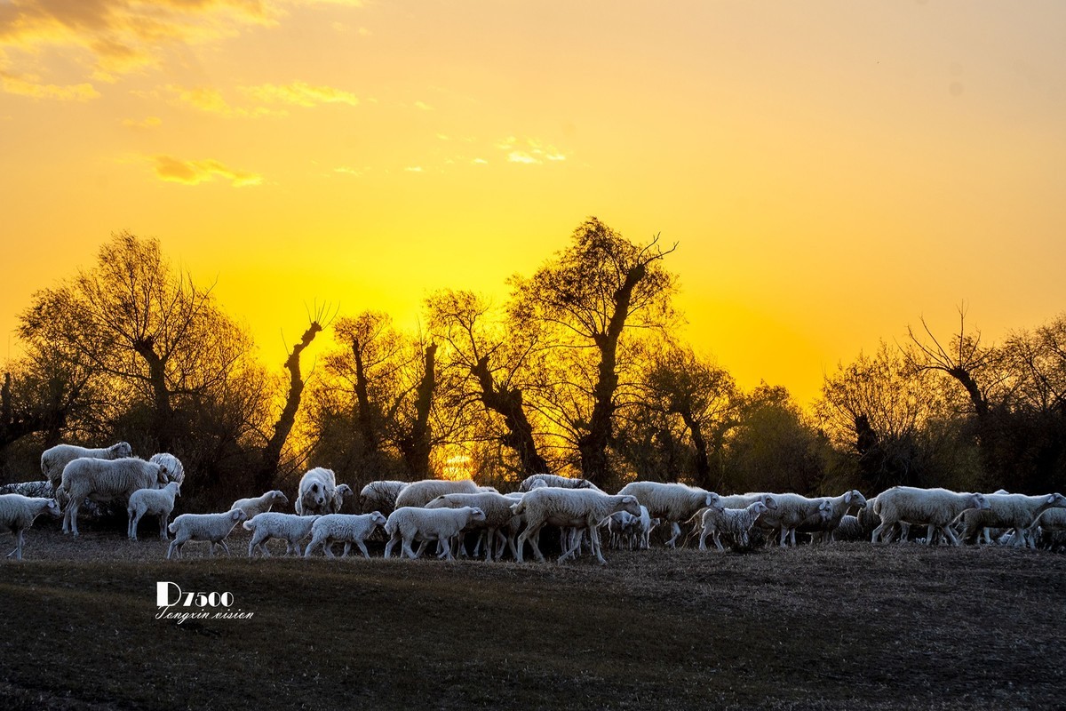 树下牧羊（20）