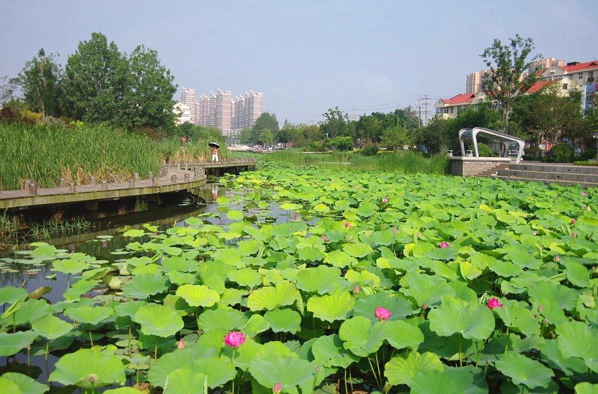 雨过天晴荷塘清新