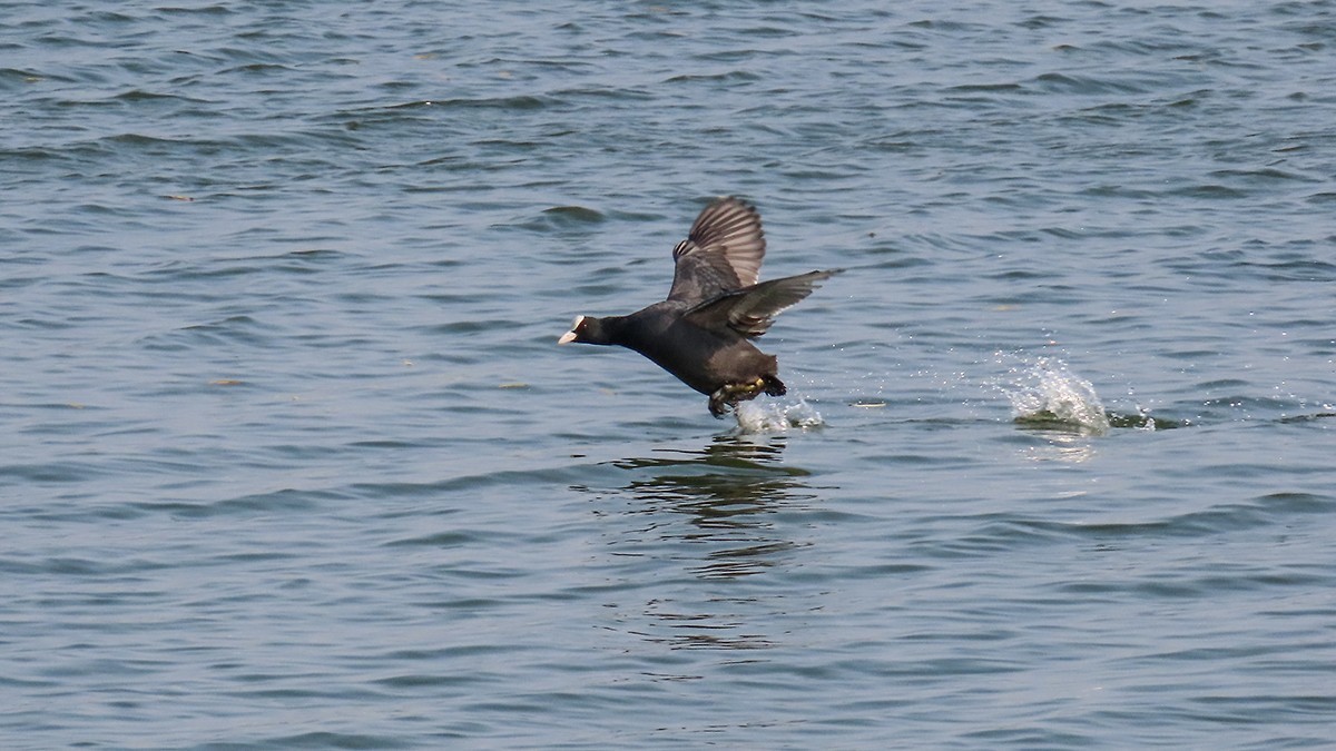北龙湖的白天鹅和黑水鸡