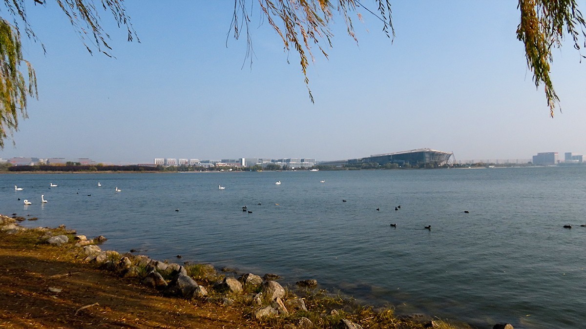 北龙湖的白天鹅和黑水鸡