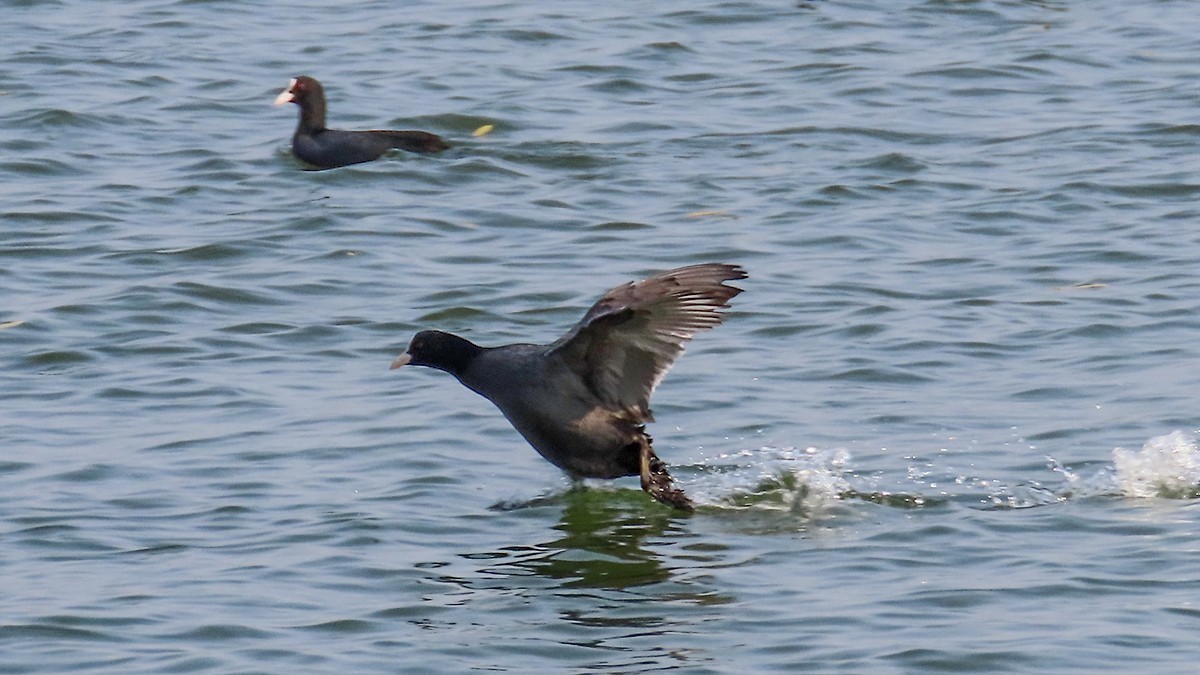 北龙湖的白天鹅和黑水鸡