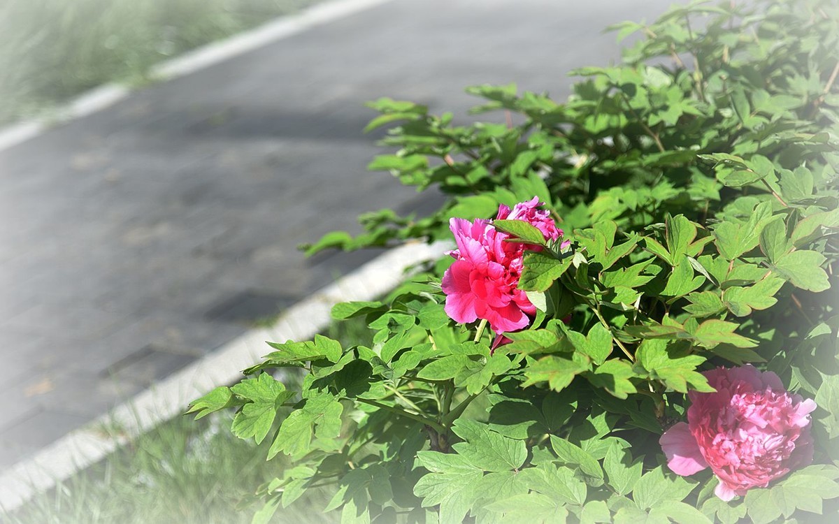 美颜牡丹花