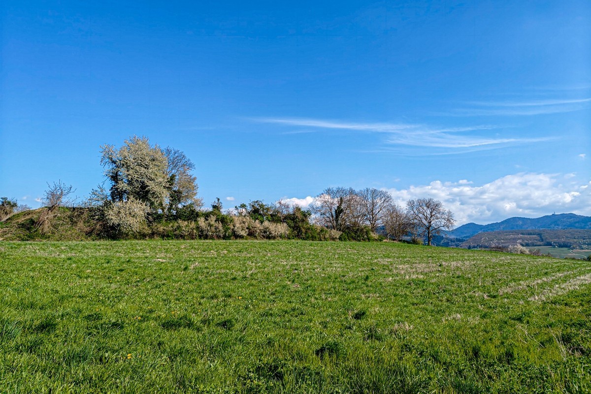 春游骑行拍摄（莱茵平原）