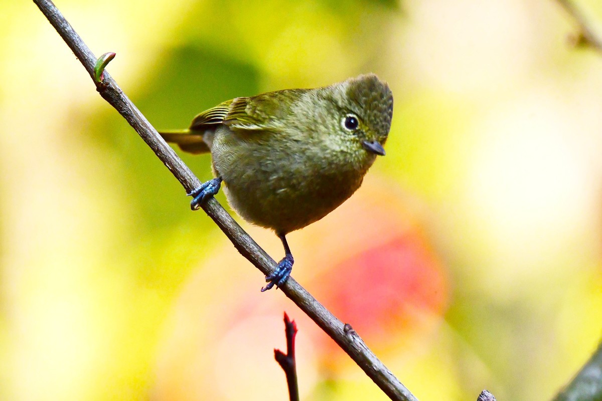 【鸟类摄影】黄眉林鸲