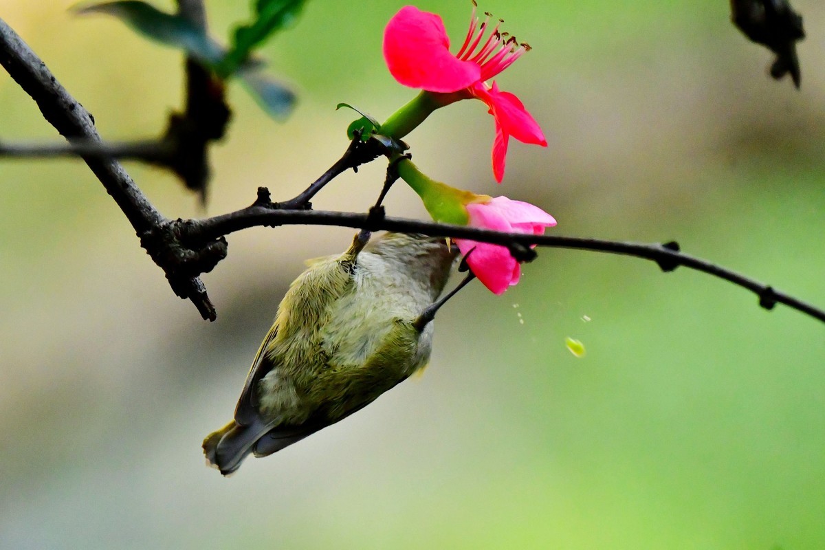【鸟类摄影】黄眉林鸲