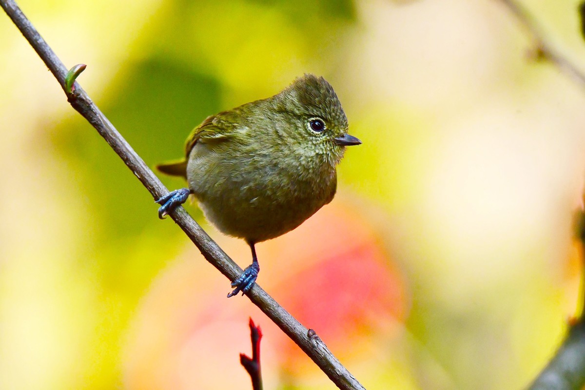 【鸟类摄影】黄眉林鸲