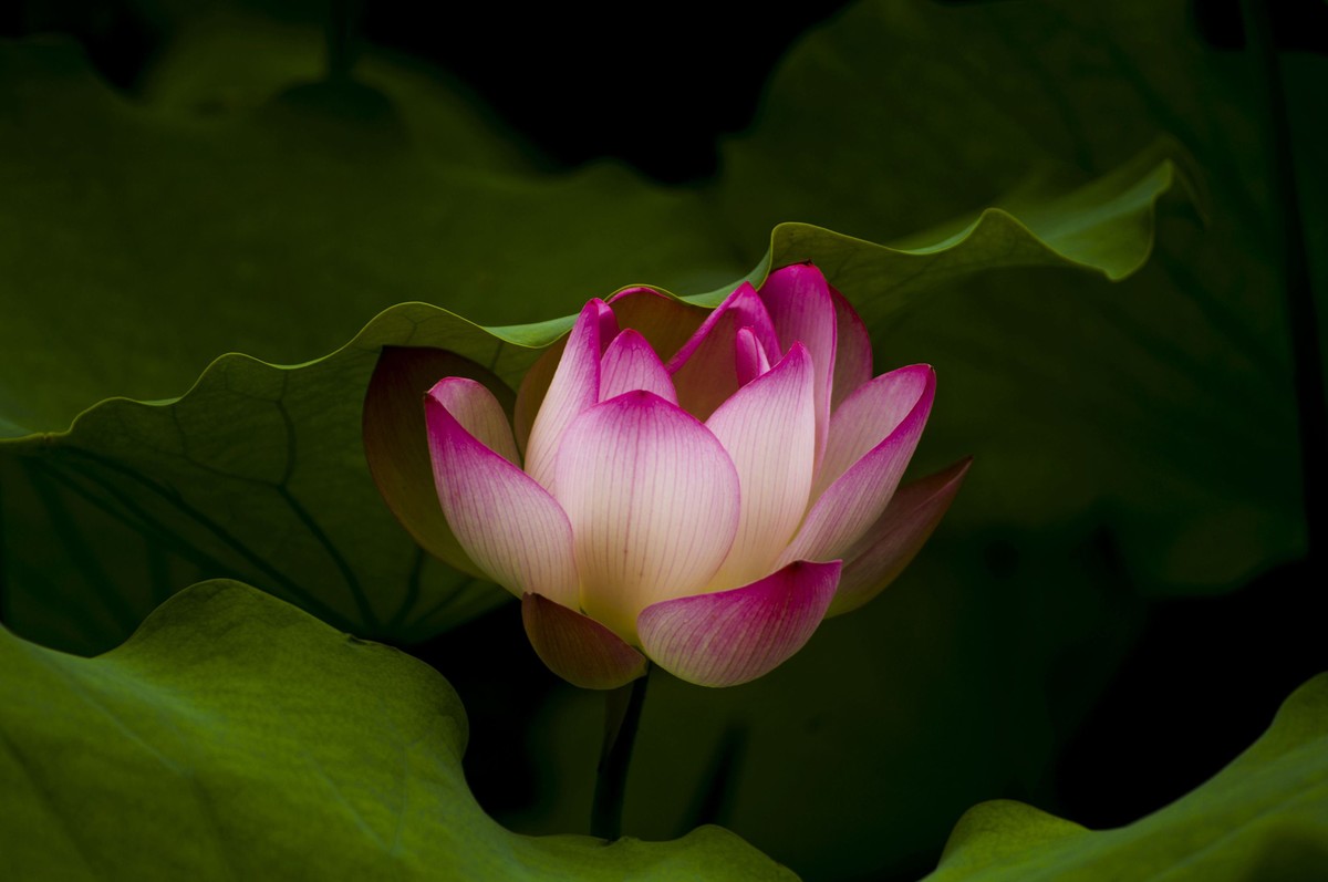 荷塘光影（三）