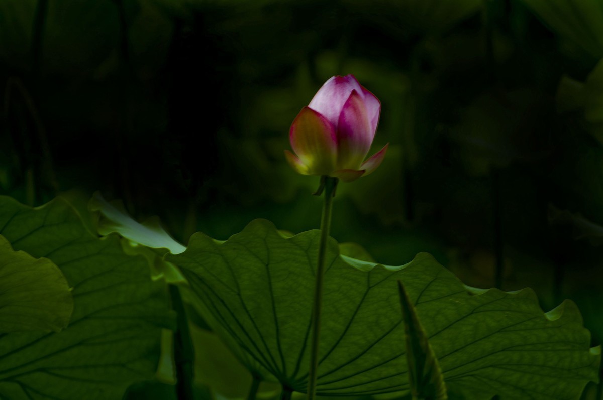 荷塘光影（三）