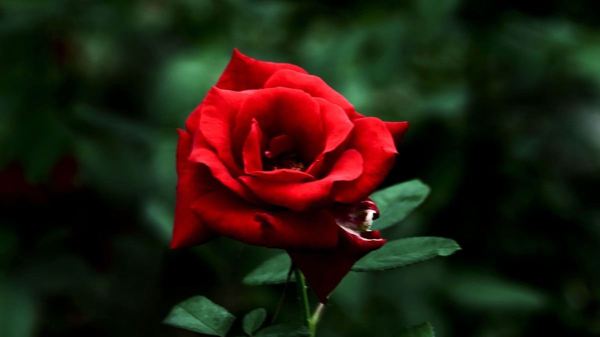 月季花