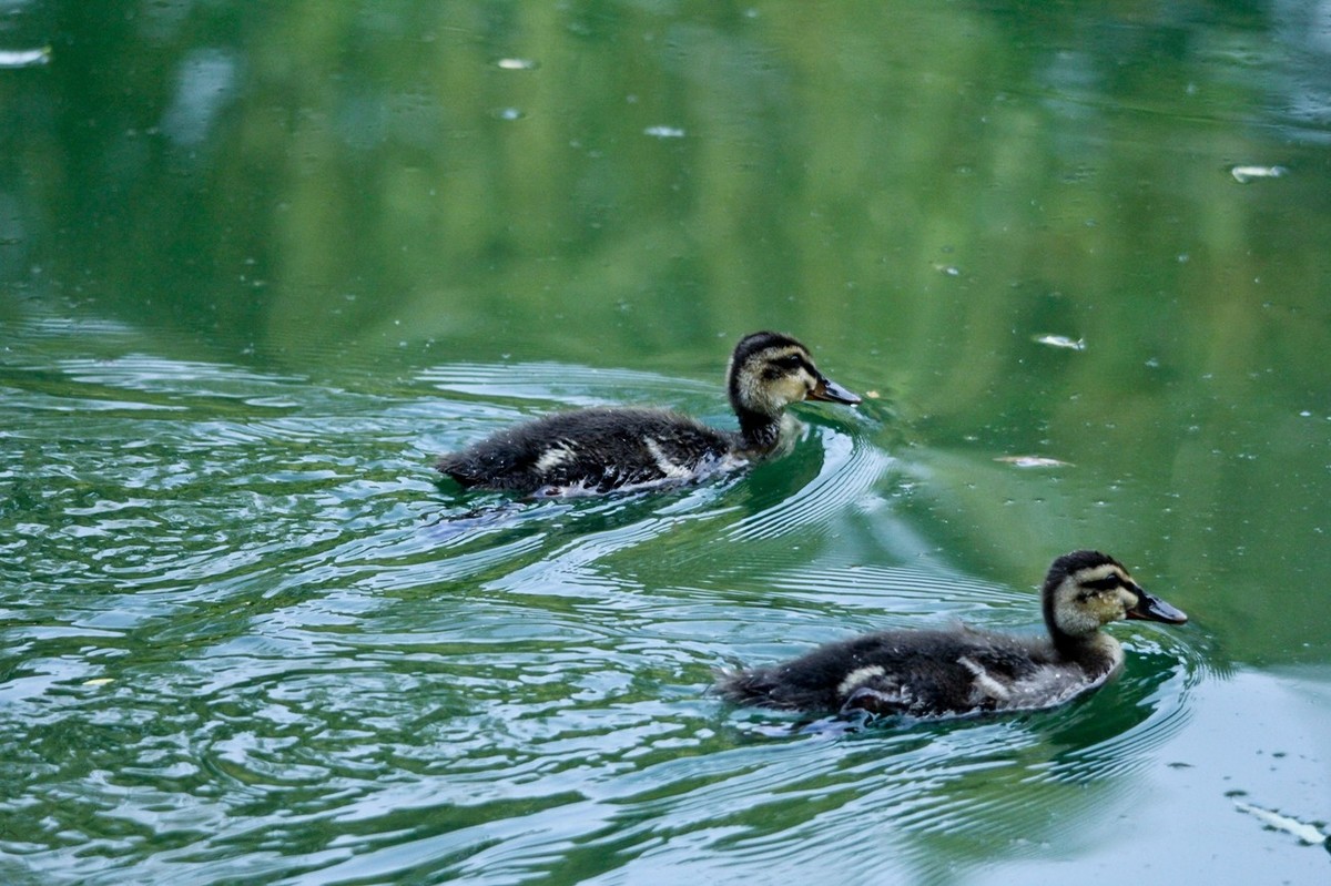 随拍——明湖丑小鸭