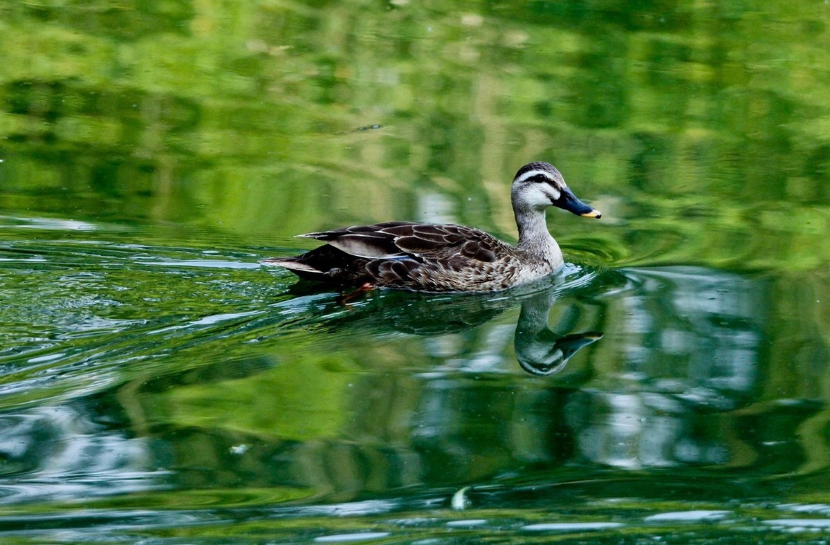随拍——明湖丑小鸭