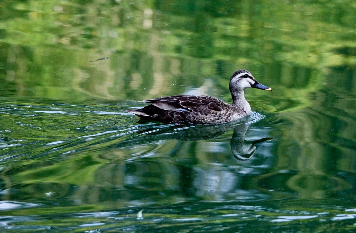 随拍——明湖丑小鸭