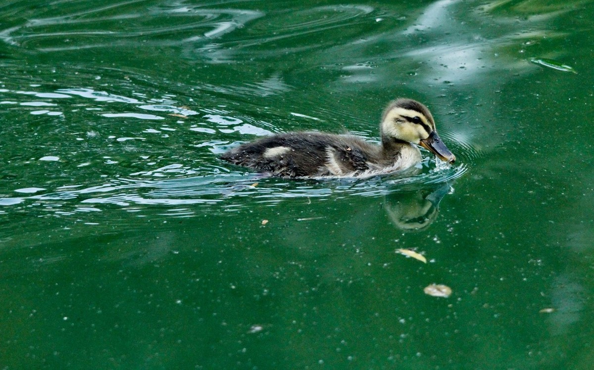 随拍——明湖丑小鸭