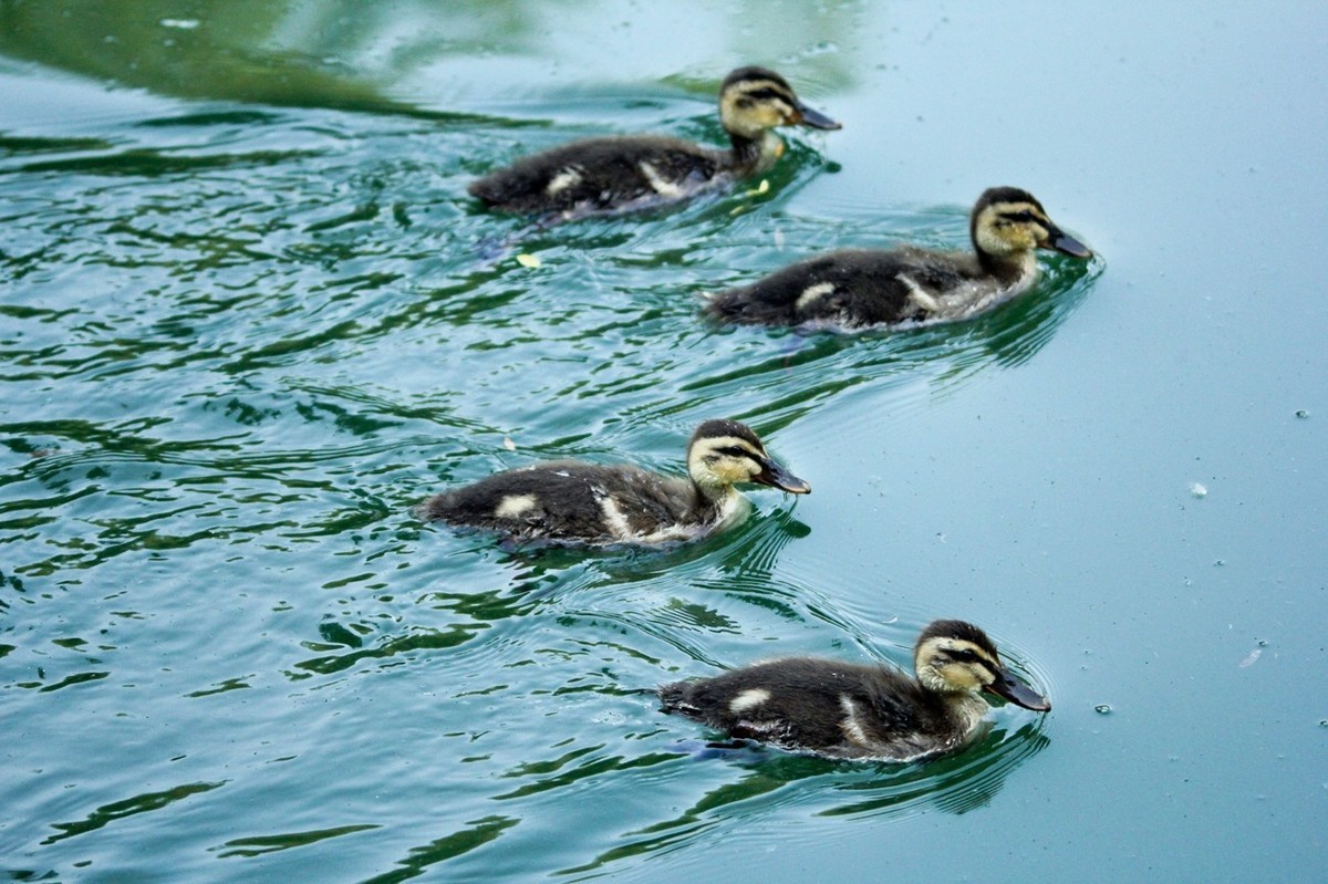 随拍——明湖丑小鸭