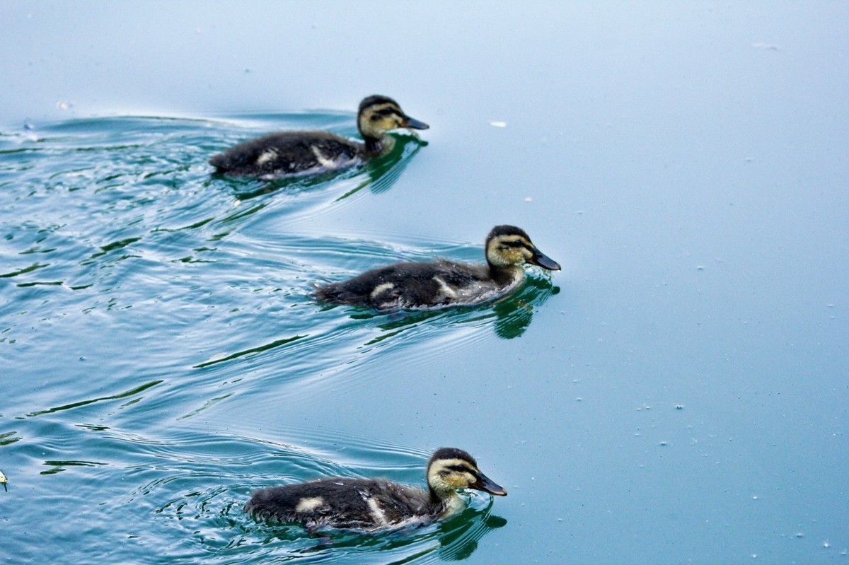 随拍——明湖丑小鸭