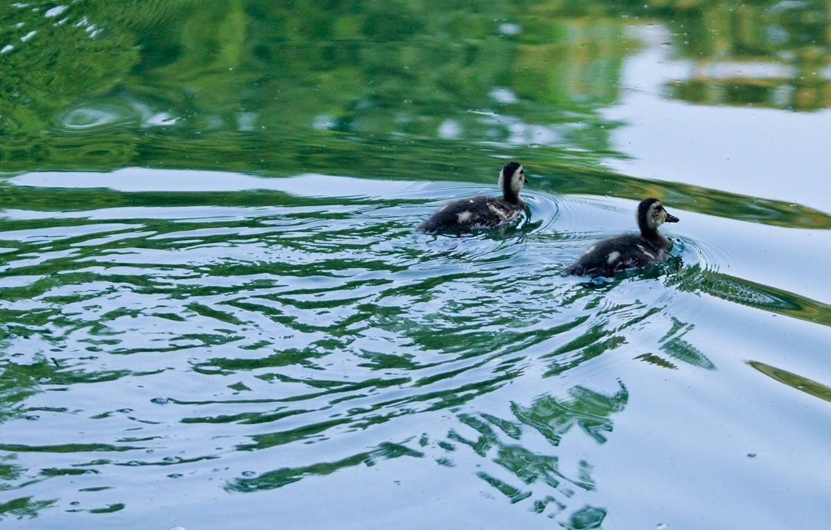 随拍——明湖丑小鸭