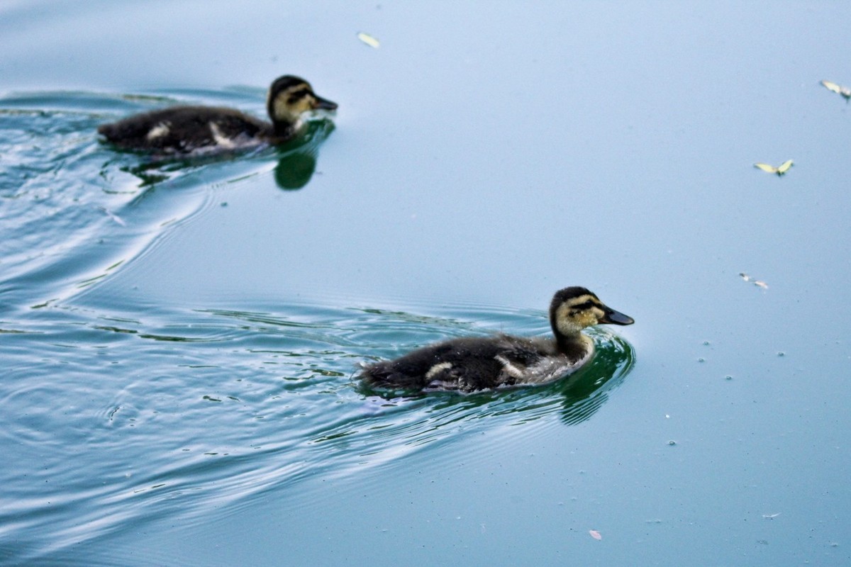 随拍——明湖丑小鸭