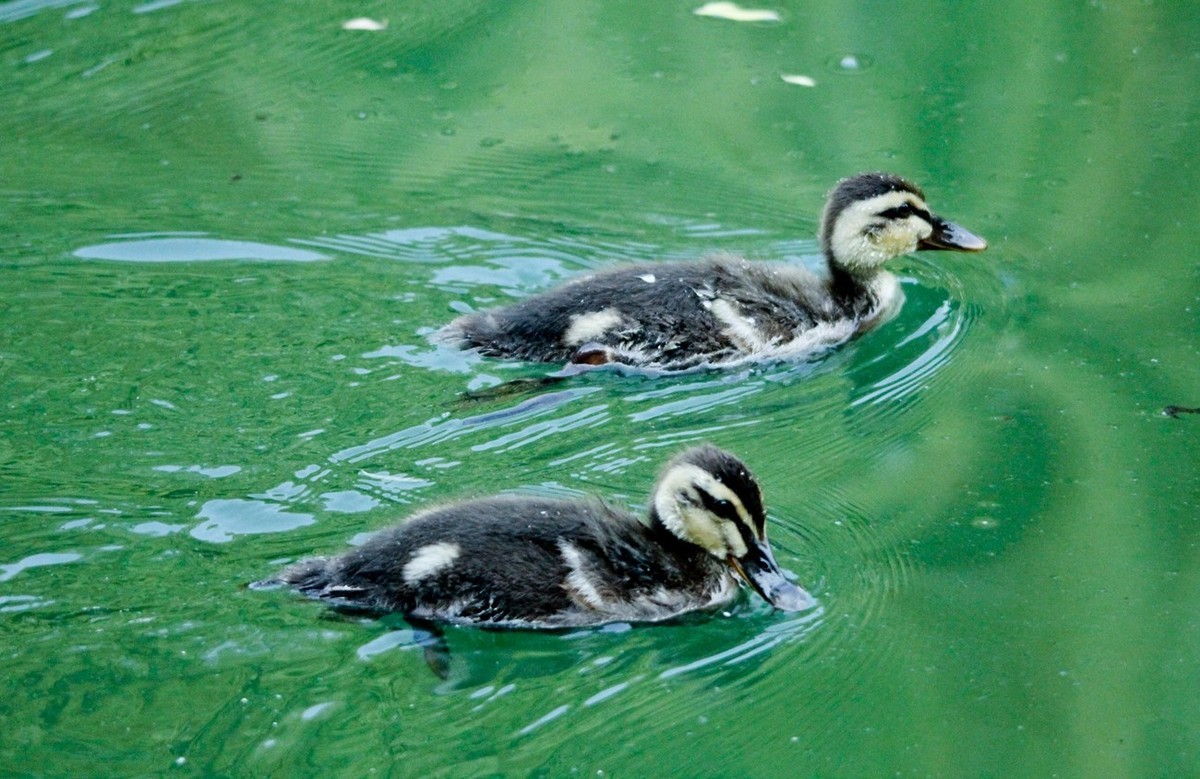 随拍——明湖丑小鸭