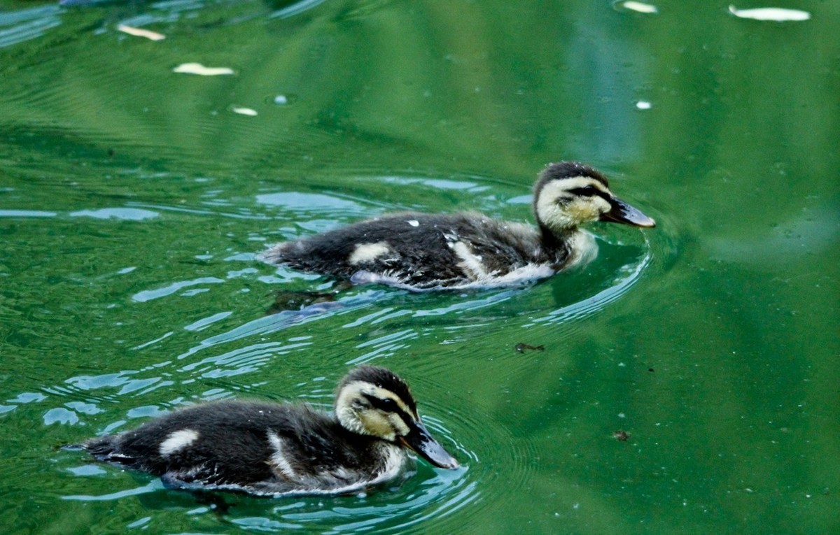 随拍——明湖丑小鸭