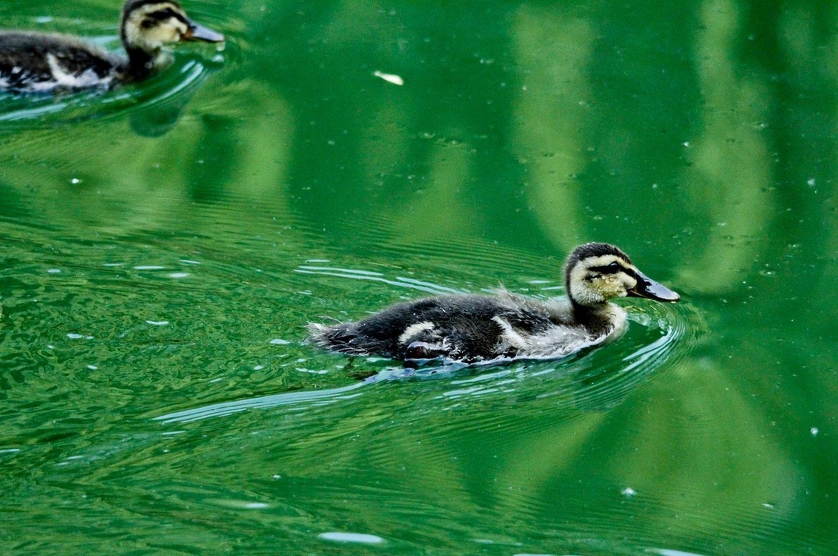 随拍——明湖丑小鸭