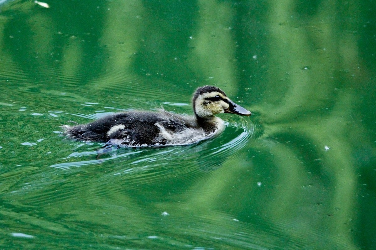 随拍——明湖丑小鸭