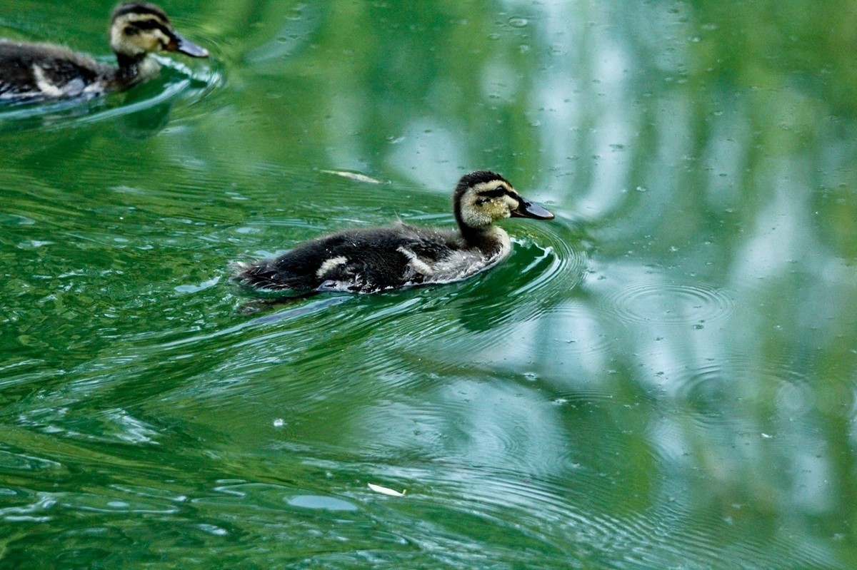 随拍——明湖丑小鸭