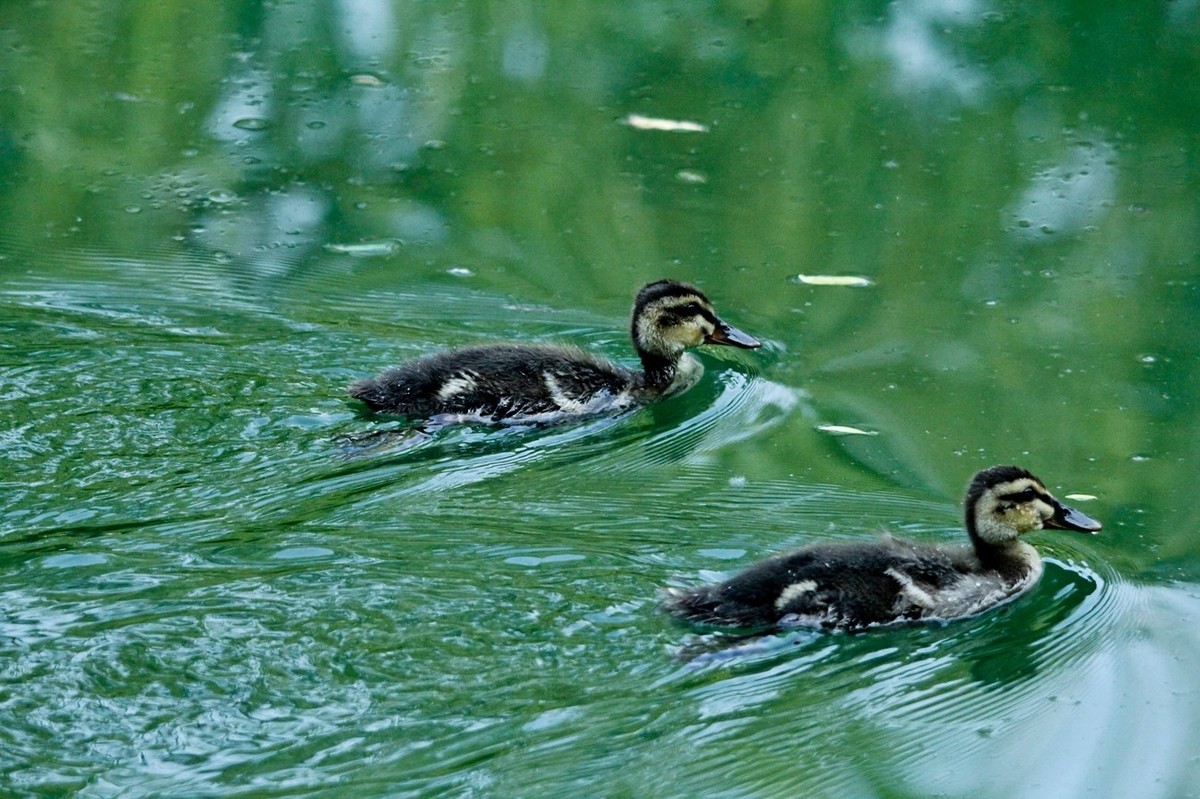 随拍——明湖丑小鸭