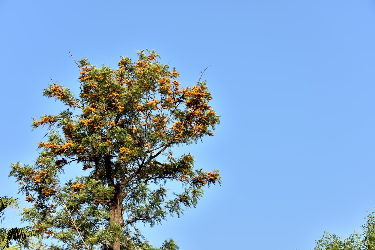 邛海湖畔【13】