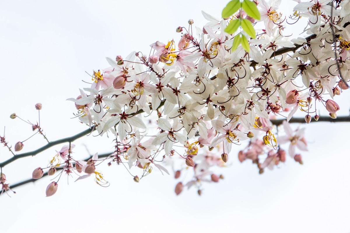 花枝招展（470）