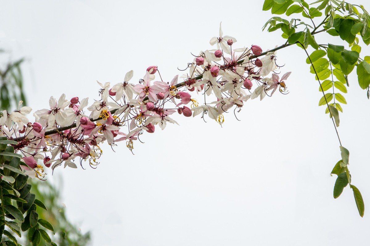 花枝招展（470）