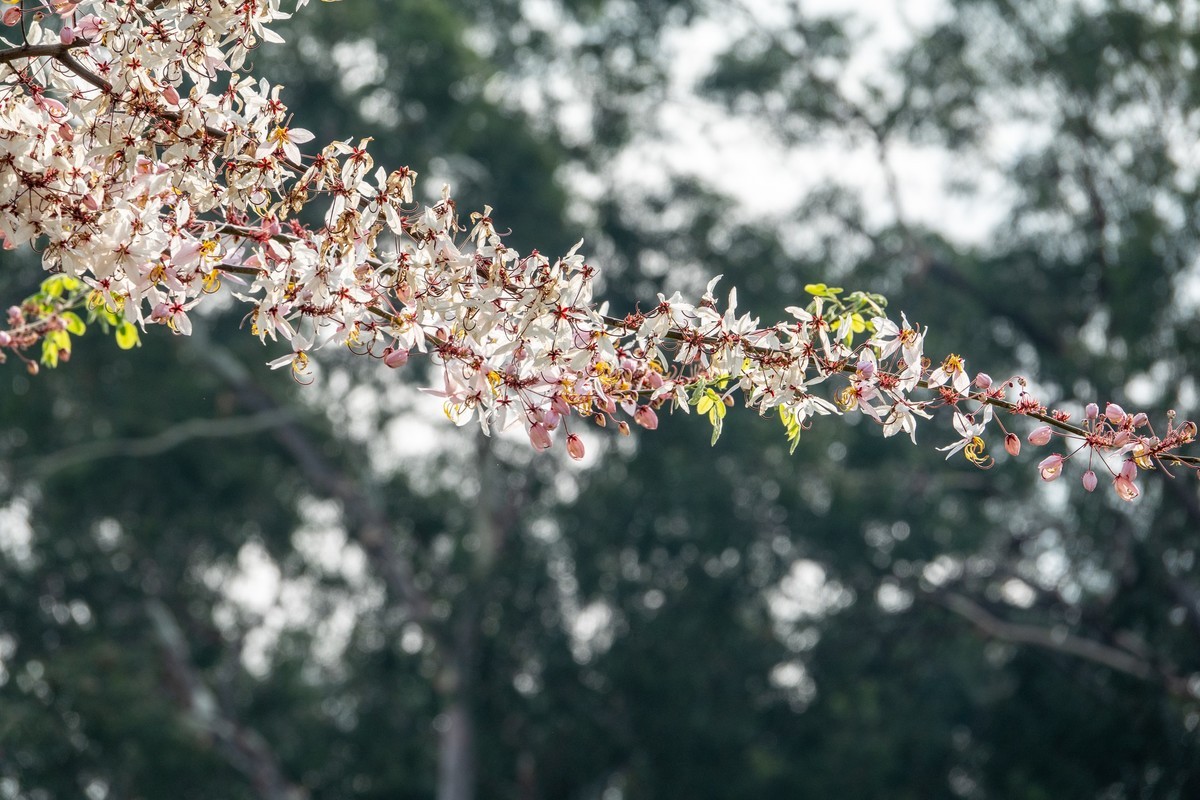 花枝招展（470）