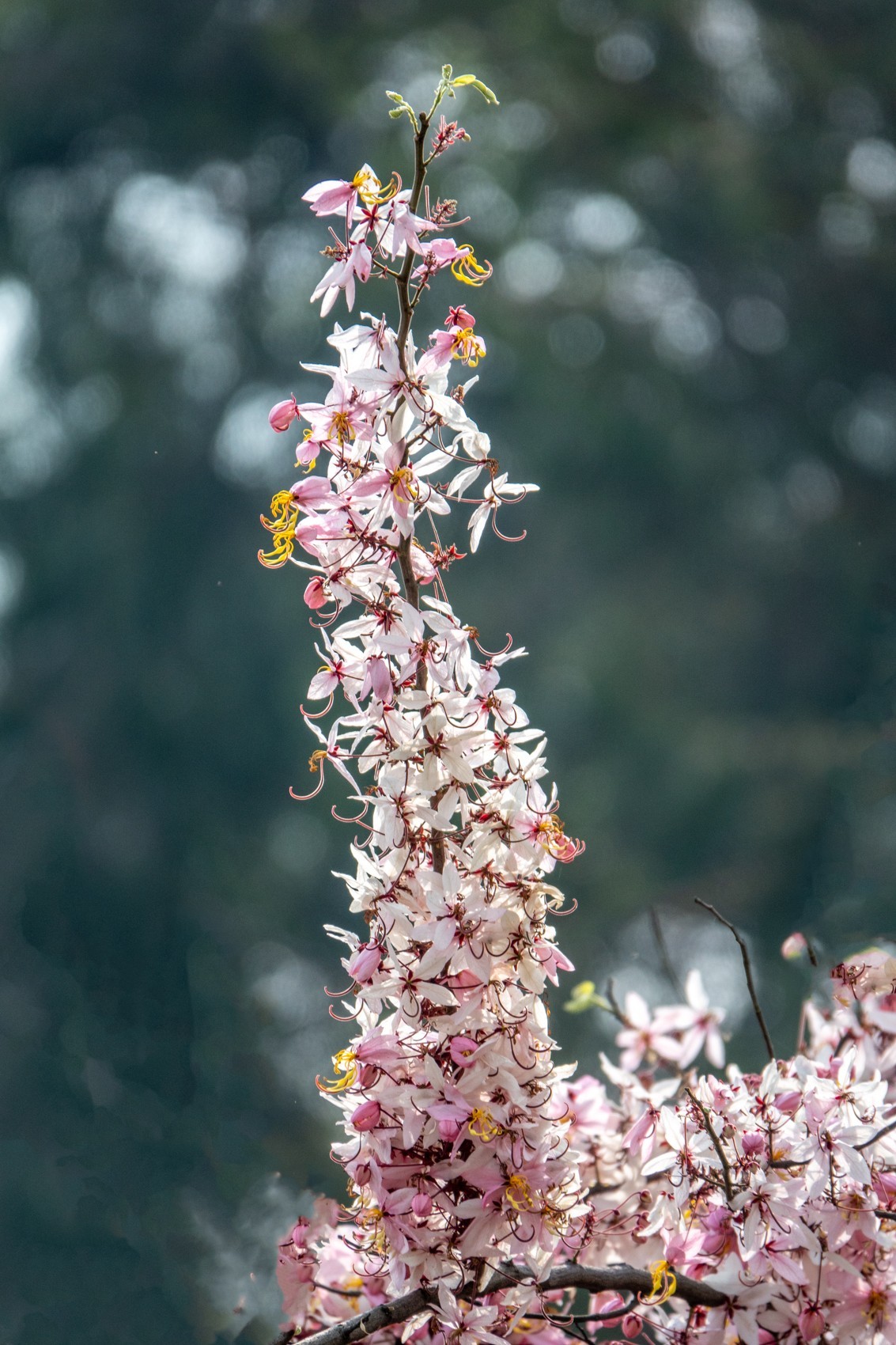 花枝招展（470）