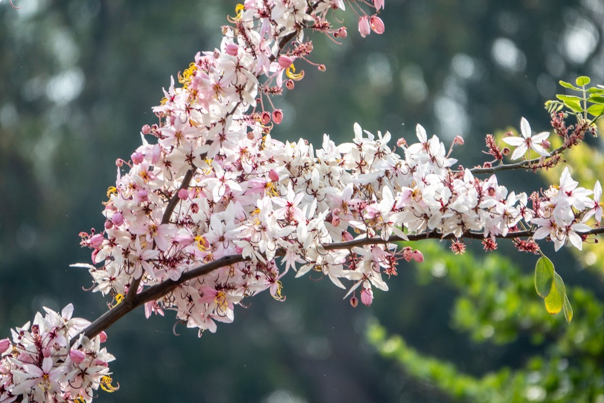 花枝招展（470）