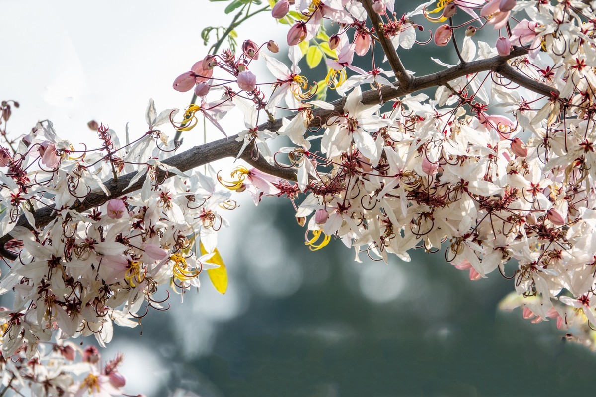 花枝招展（470）