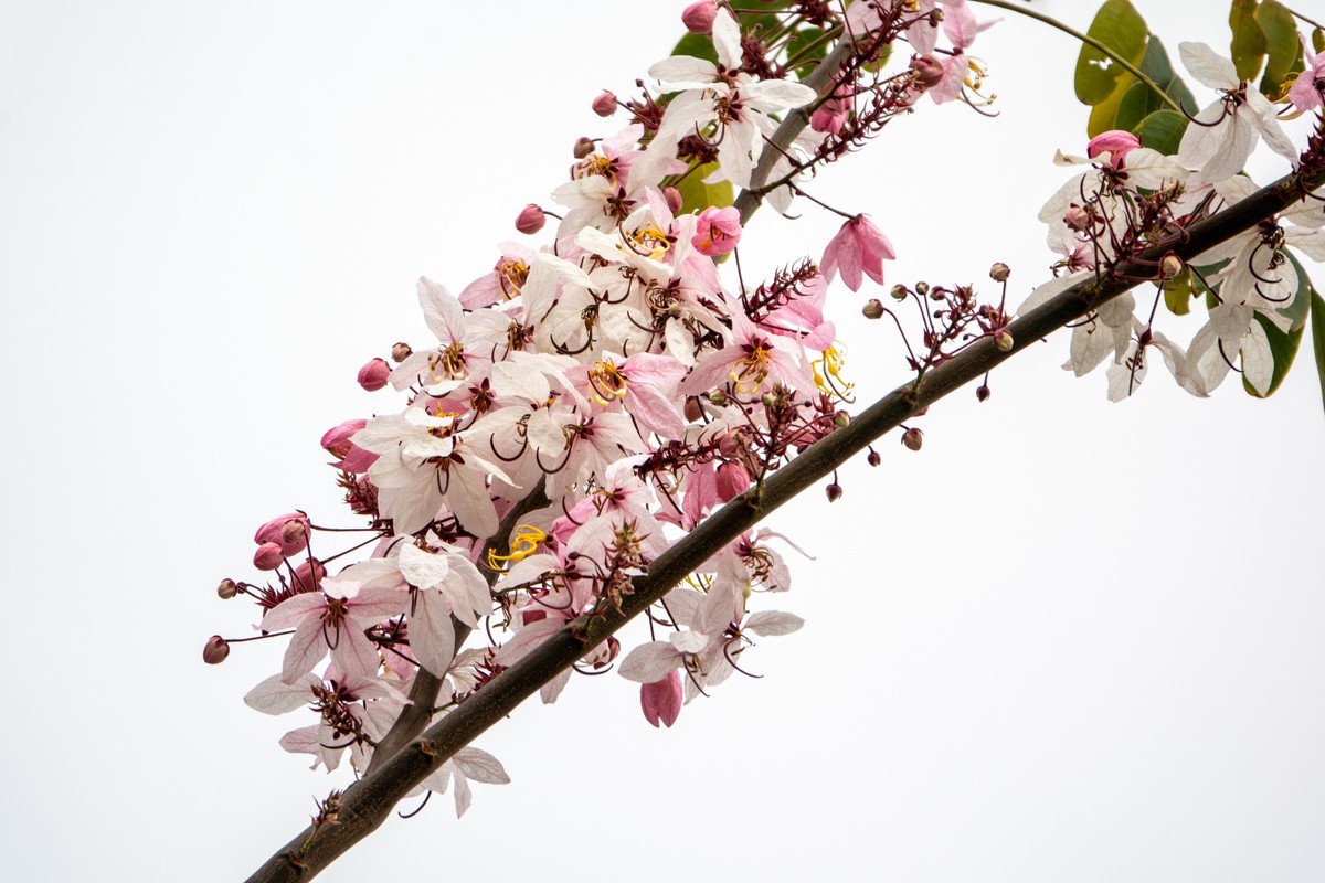 花枝招展（470）