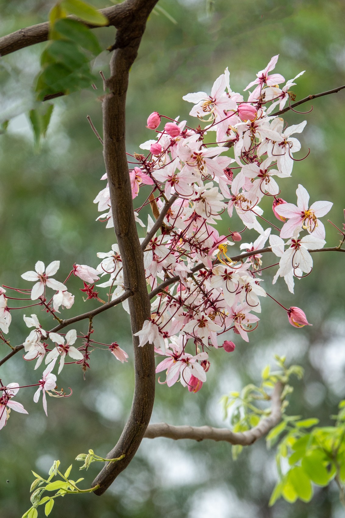 花枝招展（470）