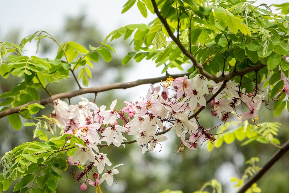花枝招展（470）