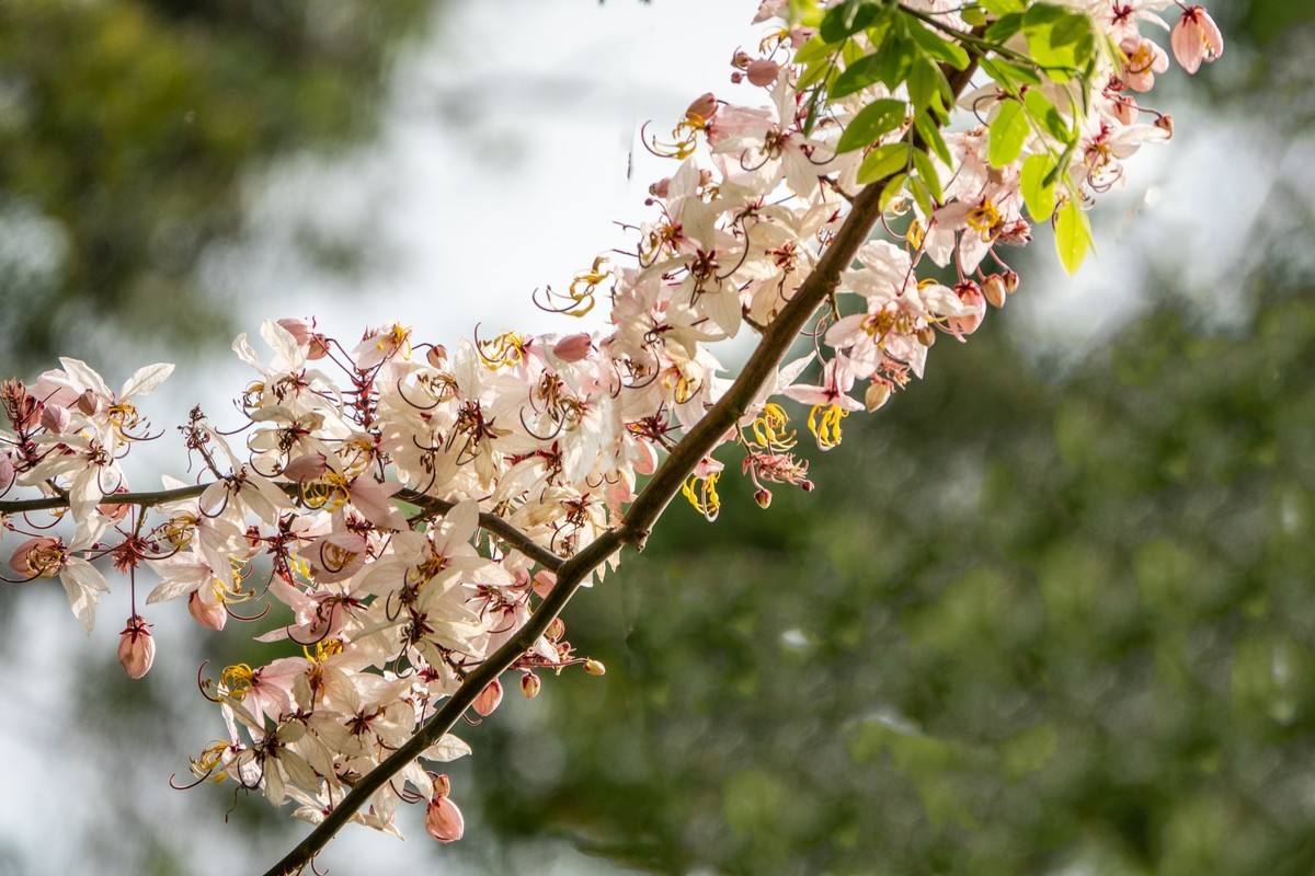 花枝招展（470）
