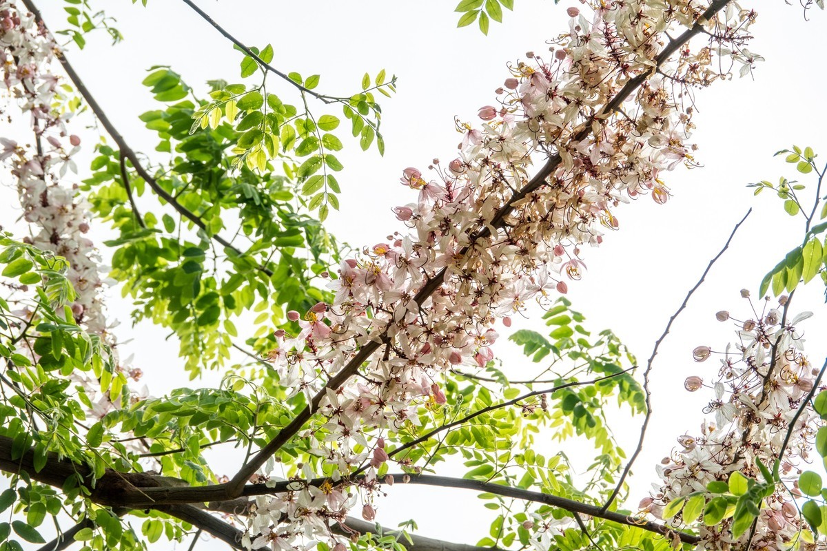 花枝招展（470）