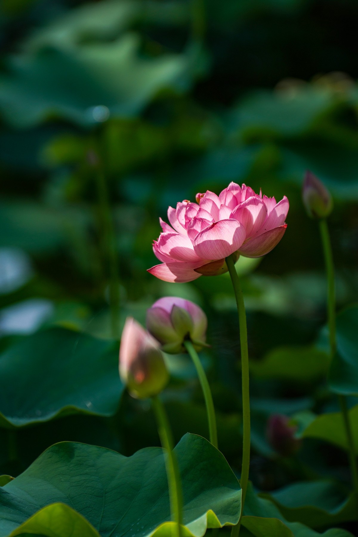 又到荷花盛开季-3