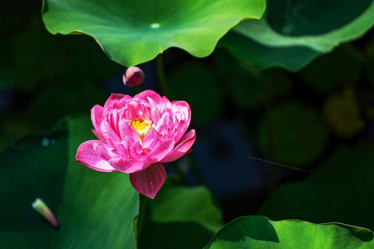 又到荷花盛开季-3