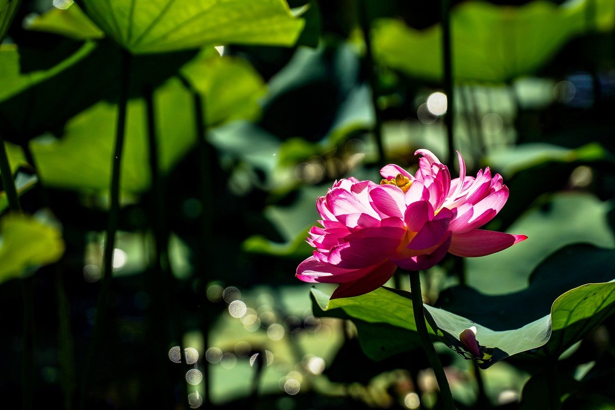 又到荷花盛开季-3