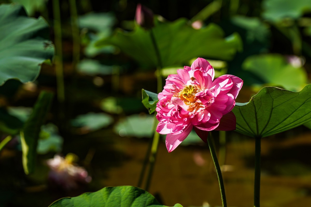 又到荷花盛开季-3
